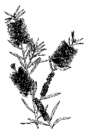 [Stiff Bottlebrush]